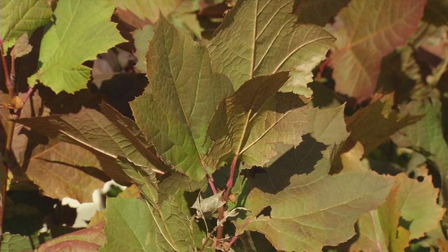 TREE GIVEAWAY 11-9-19 (1).jpg