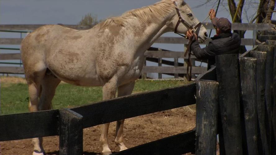 Old Friends Farm (thoroughbred retirement farm)