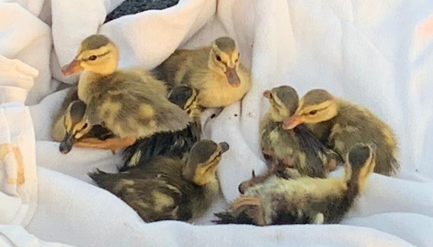 Ducklings rescued by LMPD (June 2019)