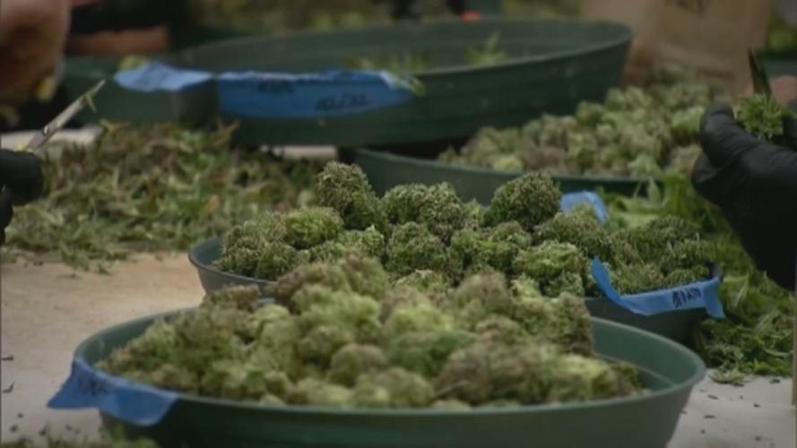 Medical Marijuana Bud Clipping