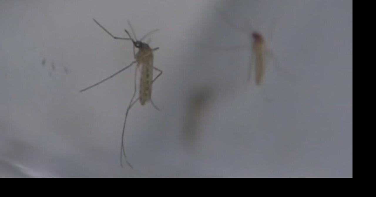 More mosquitoes test positive for West Nile virus in Louisville