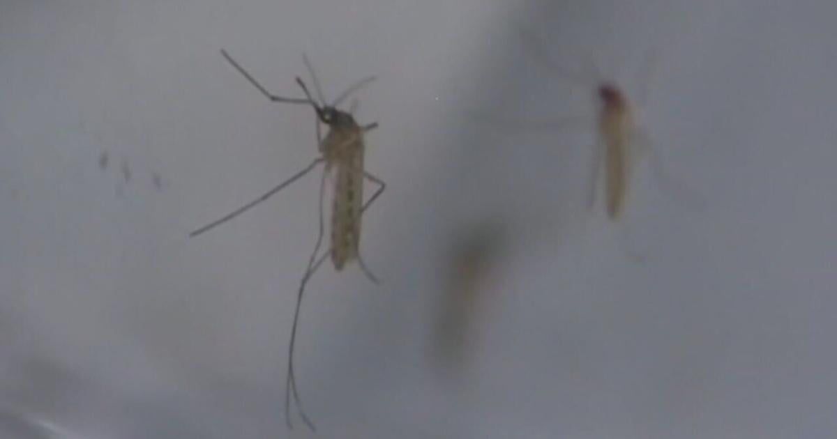 More mosquitoes test positive for West Nile virus in Louisville