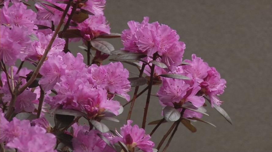 Norton Children's Hospital healing garden 2.jpeg