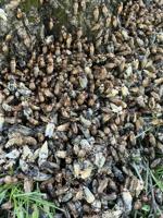 IMAGES | Cicadas begin summer 2025 takeover in Kentucky