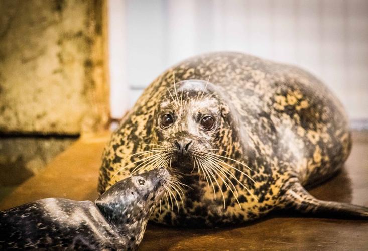 Tonie and seal pup