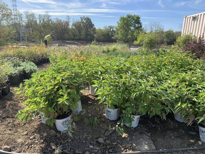 Waterfront Botanical Gardens - plants.jpg