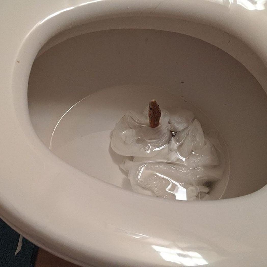 Woman Discovers 5-Foot Snake Inside Her Toilet