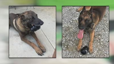 KSP K-9s Marco and Bikkel retiring.jpeg