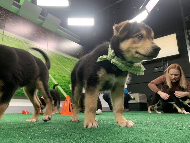 WDRB BARK BOWL 2023   (12).jpg