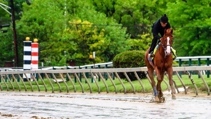 Justify horse