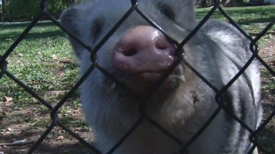 Carl Pig, from the Laura Chauvin's home on Greenlawn Road