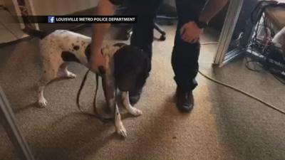 Thunder (new LMPD bomb-sniffing K-9 dog)