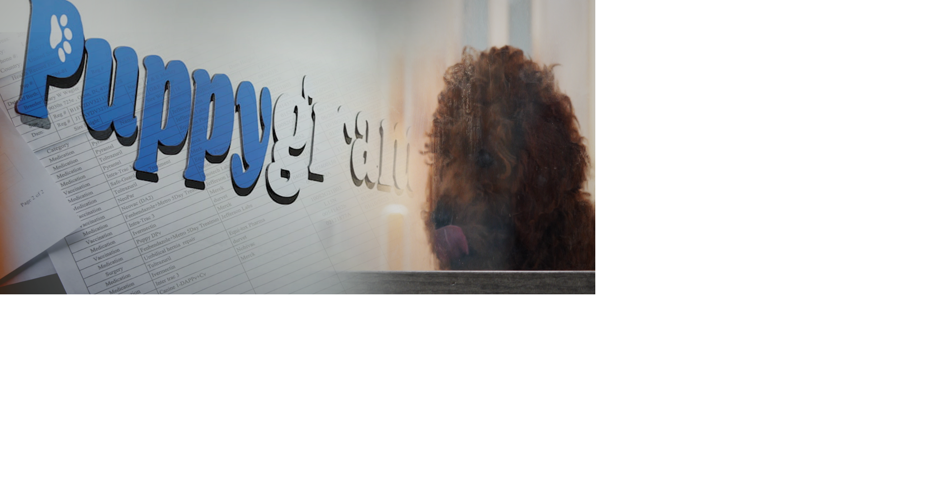Louisville pet store fights back against new law targeting puppy mills, calling it ‘unconstitutional’ | News from WDRB