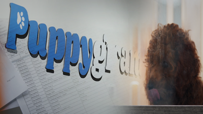 Puppygram Summary Graphic