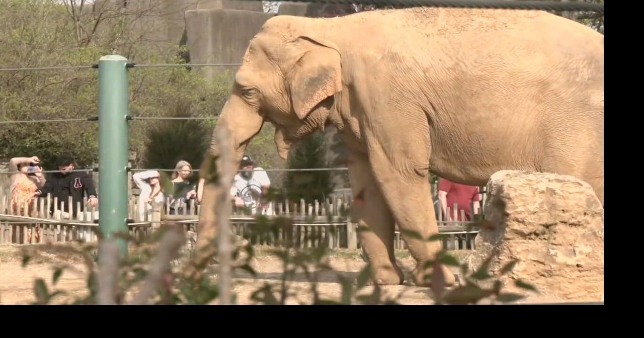 Louisville Zoo's elephants Mikki and Punch retiring to Tennessee