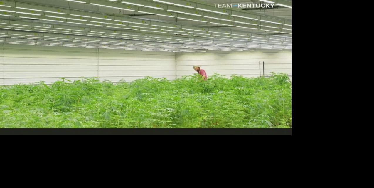 Armory Kentucky begins medical cannabis cultivation 7-11-25