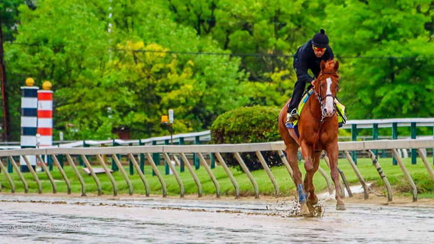Justify at Pimlico