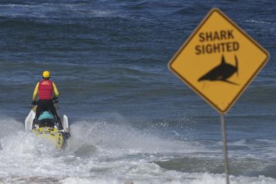 Australia Shark Attack