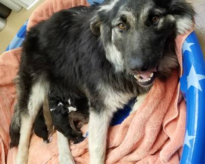 KHS-Mama Bear and puppies 6-29-21.jpg
