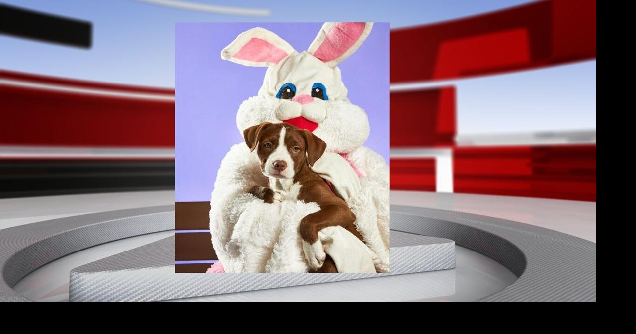 Easter Bunny pet photo shoot to support shelter animals in Louisville ...
