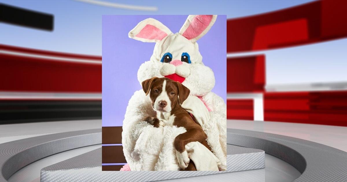 Easter Bunny pet photo shoot to support shelter animals in Louisville ...