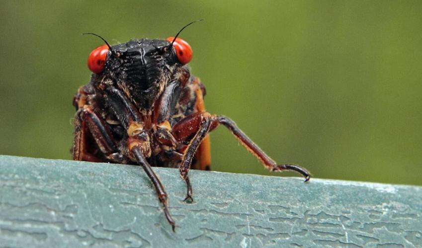 cicadas 2