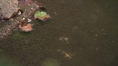 Black Sludge in Creek