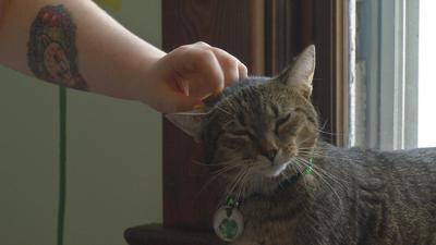 Lucky Cat Cafe And Lounge Opens In The Highlands News Wdrb Com