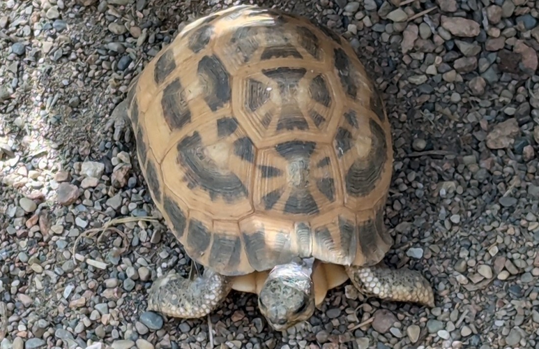 Egyptian Tortoise stolen from Indianapolis Zoo