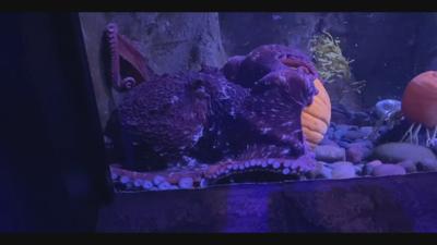 newport octopus 10-31-20.jpeg