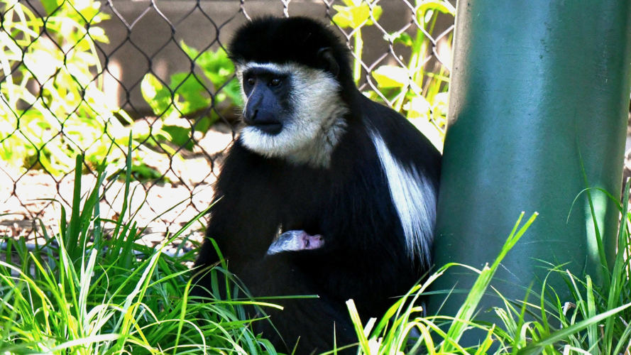 Louisville Zoo’s newest colobus monkey