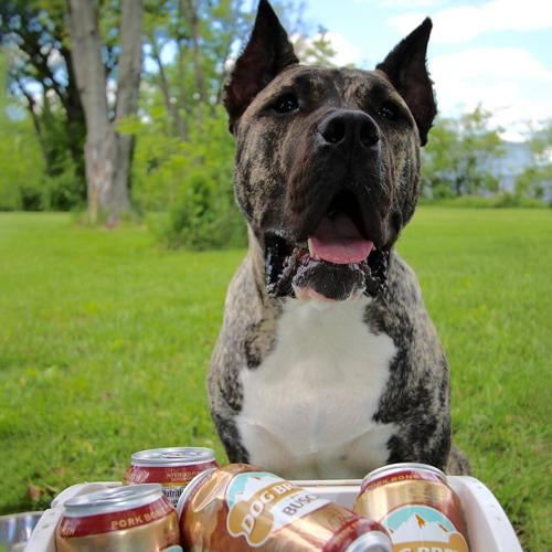 Ethan the rescue dog lands job with Busch beer