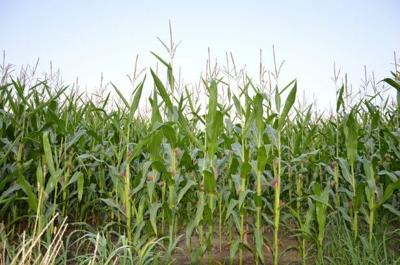 Corn Sweat