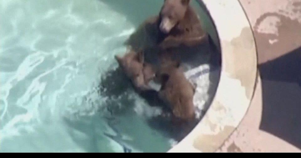 Mother Bear And Cubs Take Dip In Pasadena Homeowners Swimming Pool News From Wdrb