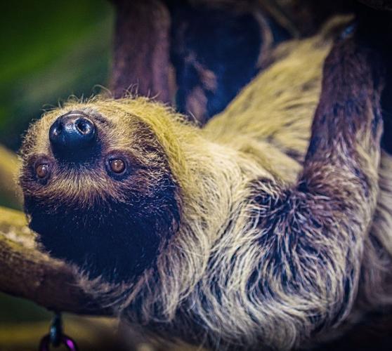 Sunni the sloth.jpg