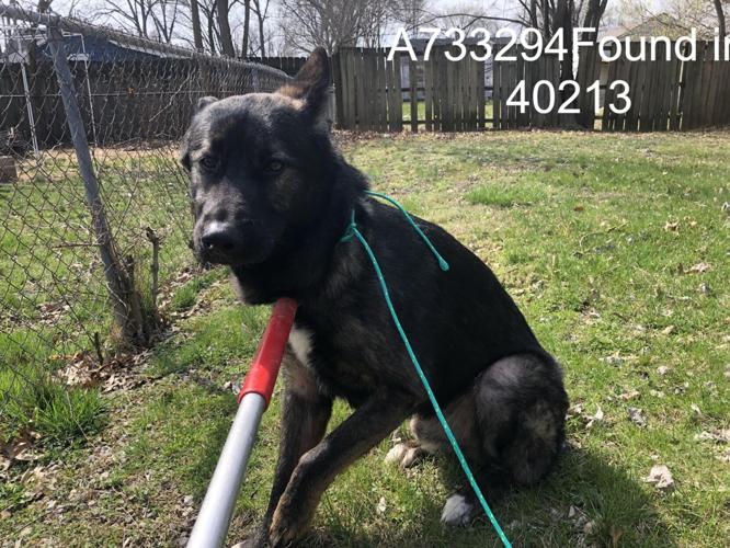 LMAS - DOG FOUND 3--2023 4.jpg