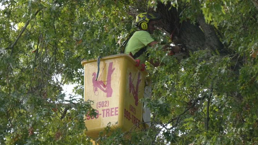 ZACHARY TAYLOR ARBORISTS.jpeg