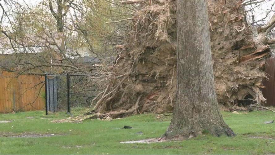 Tree down-Storm damage-Fern Valley Road 4-5-23