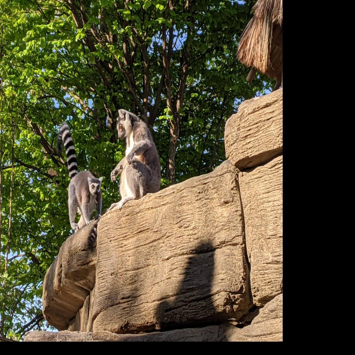 Armed Forces Day (2021) - Louisville Zoo