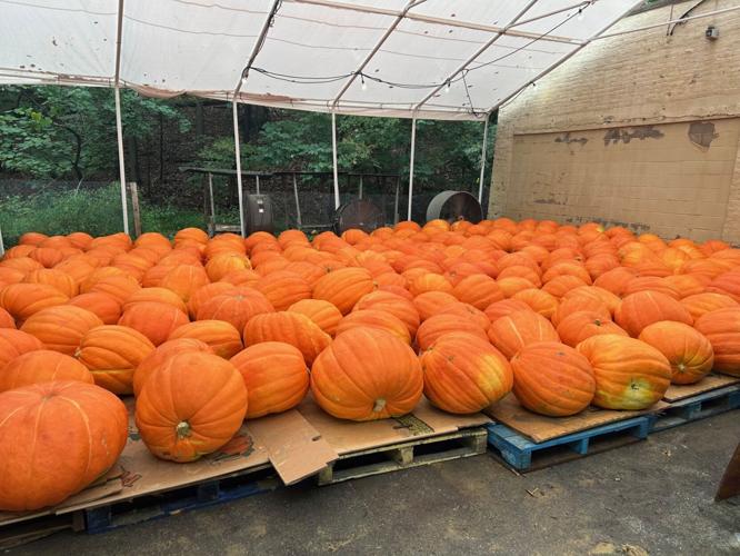 2024 Jack O'Lantern Spectacular