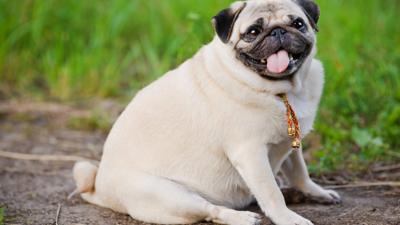 Overweight Pug