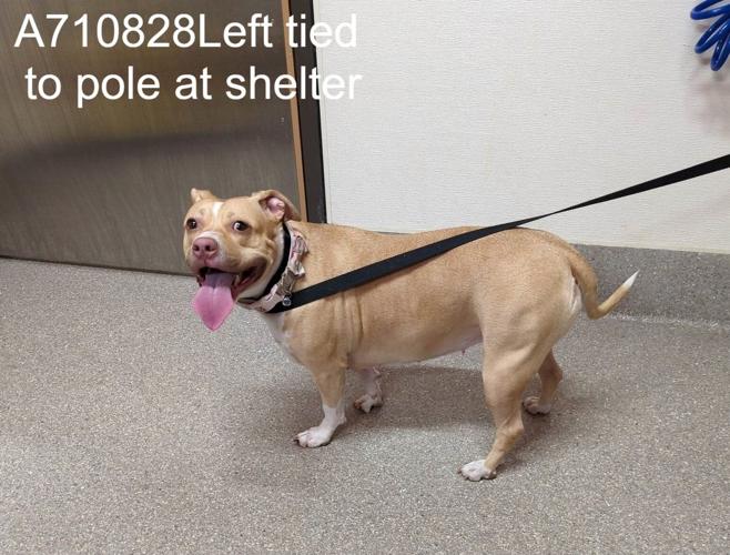 LMAS - DOG FOUND 3--2023 5.jpg