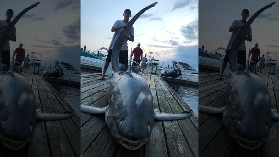NJ Monster Shark