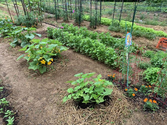 BLACKACRE COMMUNITY GARDEN - VEGETABLES - PLANTS - KEITH KAISER - 6-23-2020   (2).jpeg