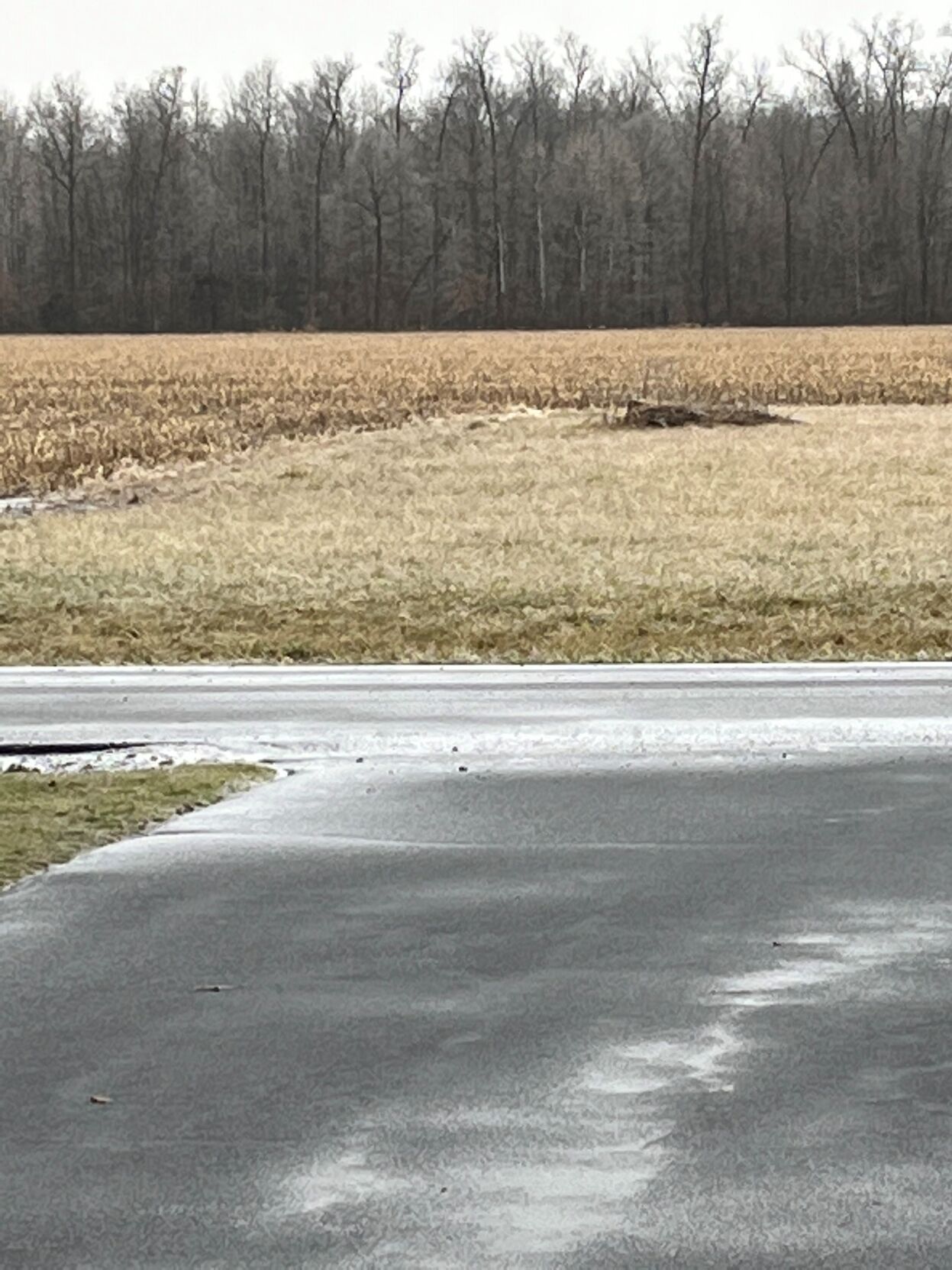 Icy field in Hanover