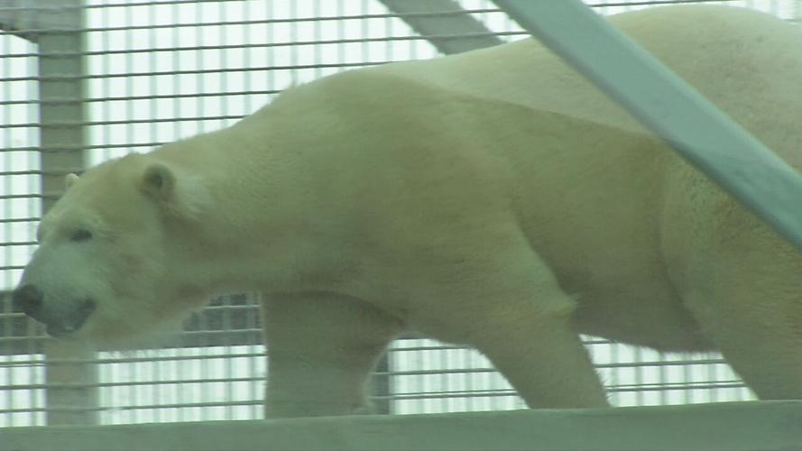 Polar Bear Day at the Zoo 2-27-21 (1).jpeg