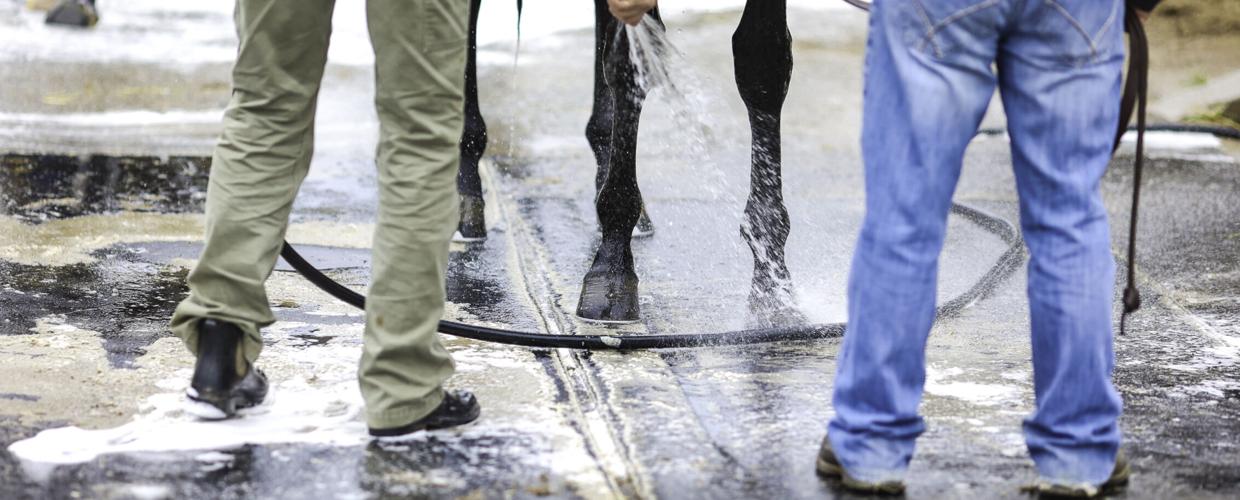 feet horse bath.jpg