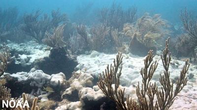 MARINE HEAT WAVES: How Long Extreme Ocean Temperatures In the Gulf of Mexico And Caribbean Sea Will Persist...