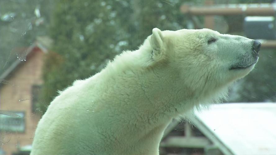 Louisville Zoo Polar Bear.jpeg