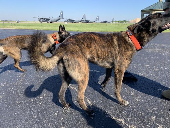 Kentucky Air National Guard Search and Rescue K-9 Callie, Pits
